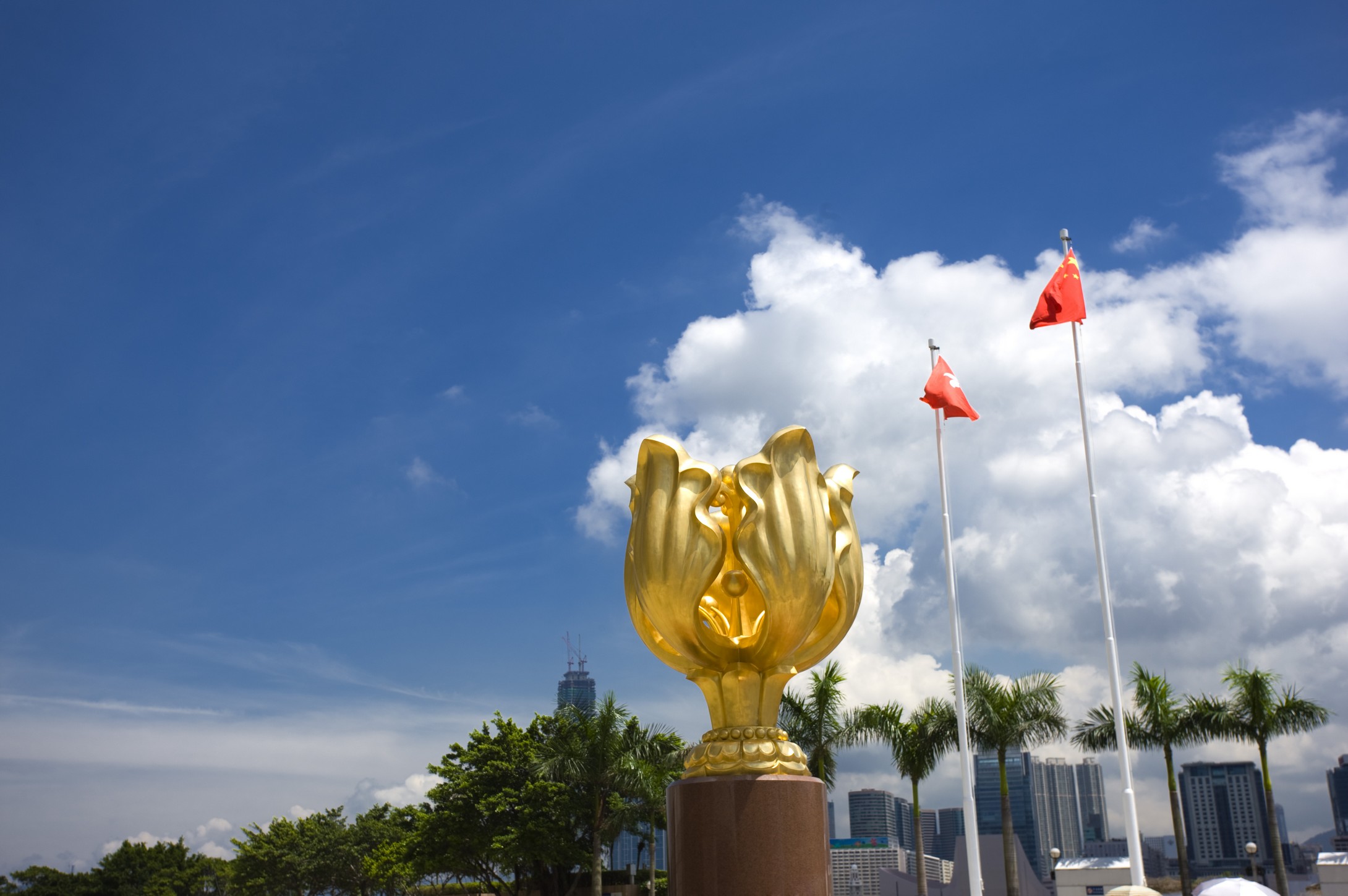 香港的国花是什么花图片